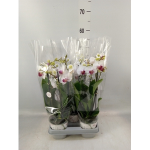 Phalaenopsis   ...white
