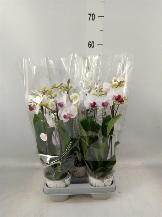<h4>Phalaenopsis   ...white</h4>