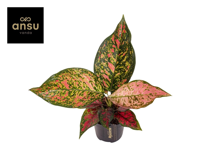 <h4>Aglaonema Coral Red</h4>