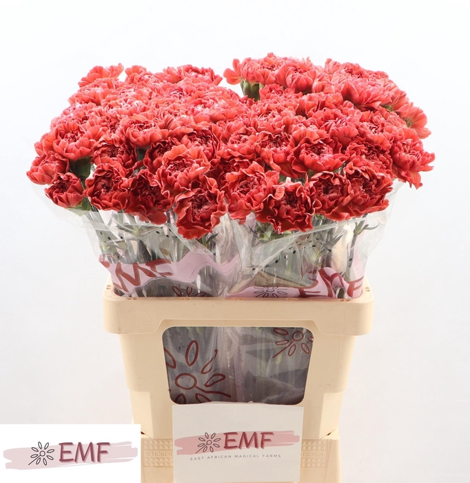 <h4>DI ST MISS FABULOUS</h4>