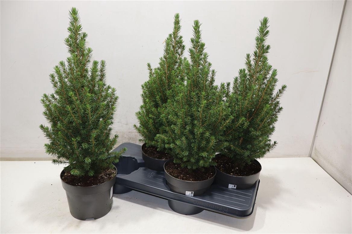 <h4>Picea Gl Perfecta</h4>
