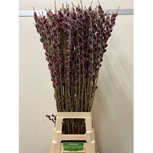 SALIX G PINK CUSHION