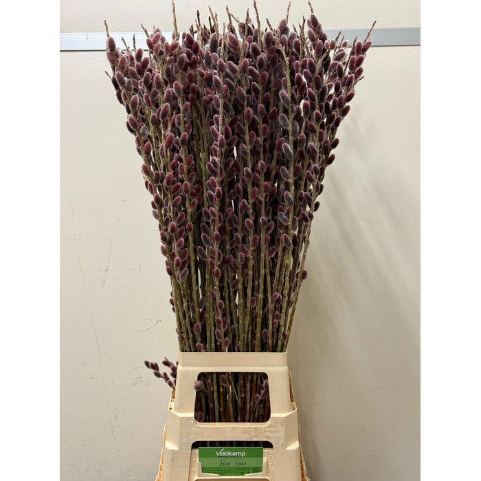 <h4>SALIX G PINK CUSHION</h4>