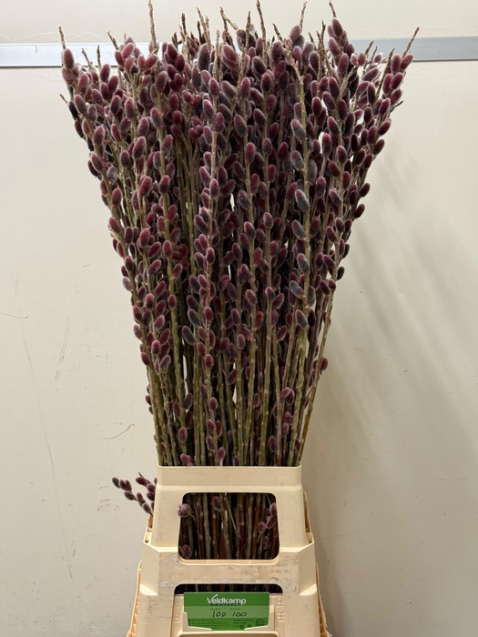 SALIX G PINK CUSHION