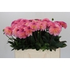 Dahlia Esli