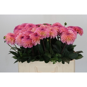 Dahlia Esli