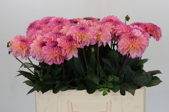 Dahlia Esli