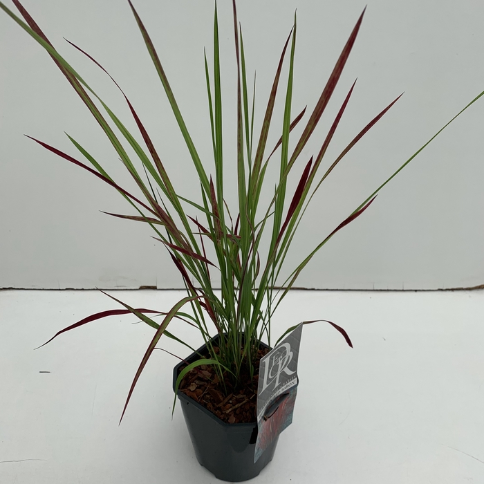 <h4>Imperata 'Red Baron'</h4>