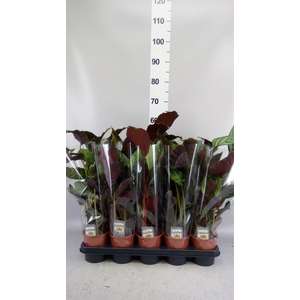 Calathea   ...mix 3