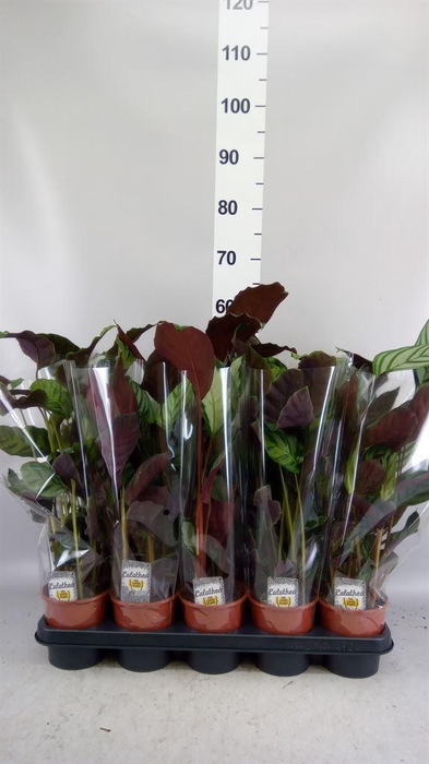 <h4>Calathea   ...mix 3</h4>