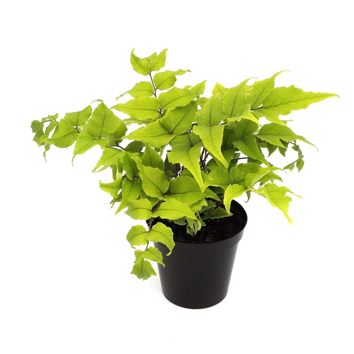 Cyrtomium fortunei clivicola