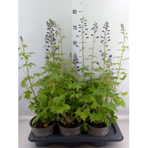Delphinium el. 'PacG MagicFountian'