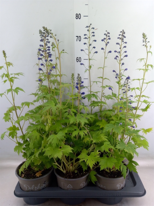 <h4>Delphinium el. 'PacG MagicFountian'</h4>