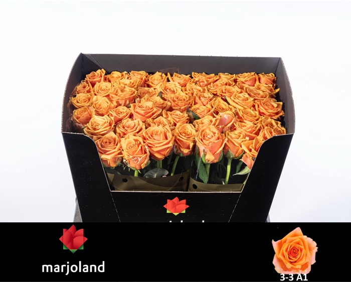 <h4>R GR NOVI! A1 3-3</h4>