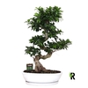 Ficus Mi Overig bonsai Ginseng