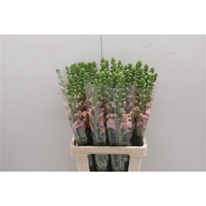 Antir Poto Light Orange