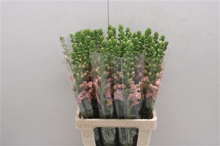 <h4>Antir Poto Light Orange</h4>