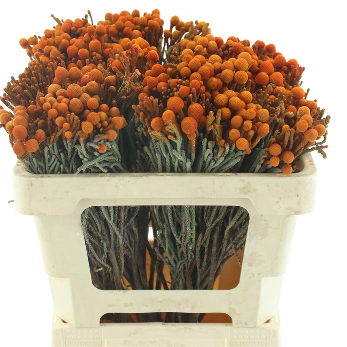 <h4>Brunia Klb Orange</h4>