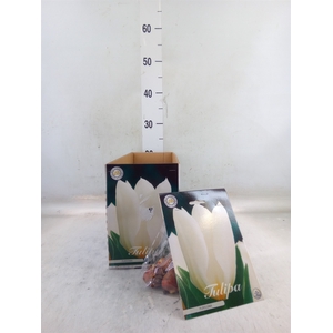 Tulipa   ...flowerbulbs