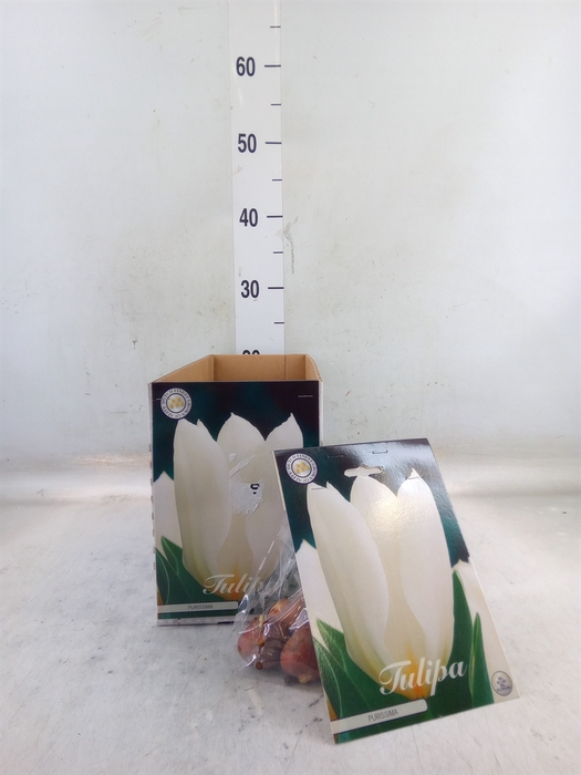 <h4>Tulipa   ...flowerbulbs</h4>