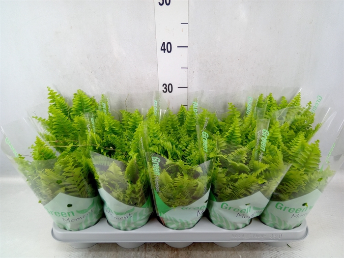 Nephrolepis exal. 'Green Moment'