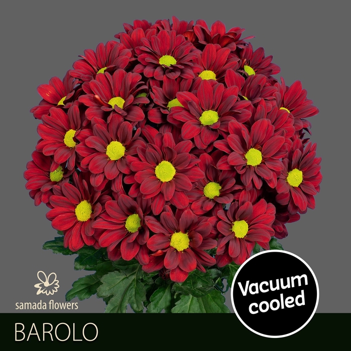 <h4>CHR T BAROLO</h4>