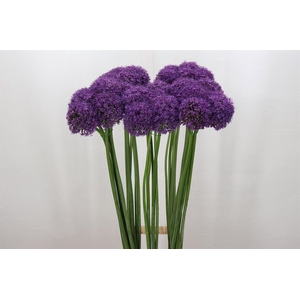 Allium Grootbloemig