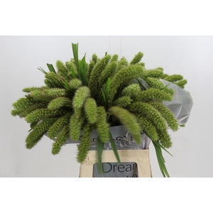 SETARIA IT VOLL MELK