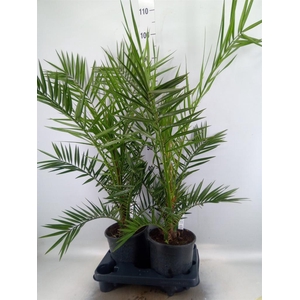 Phoenix canariensis