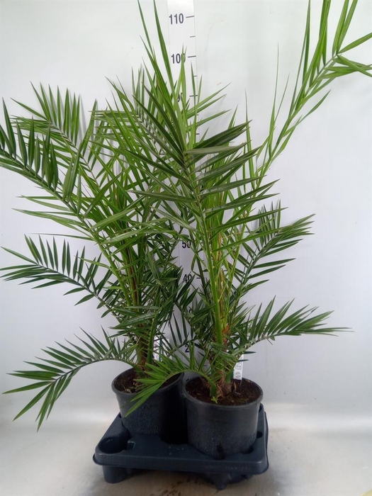 <h4>Phoenix canariensis</h4>
