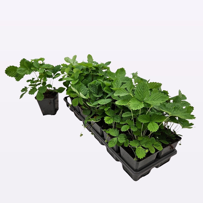 <h4>Fragaria Vesca 'Alexandria'</h4>