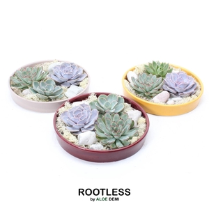 ROOTLESS Echeveria garden, Squirrel bowl