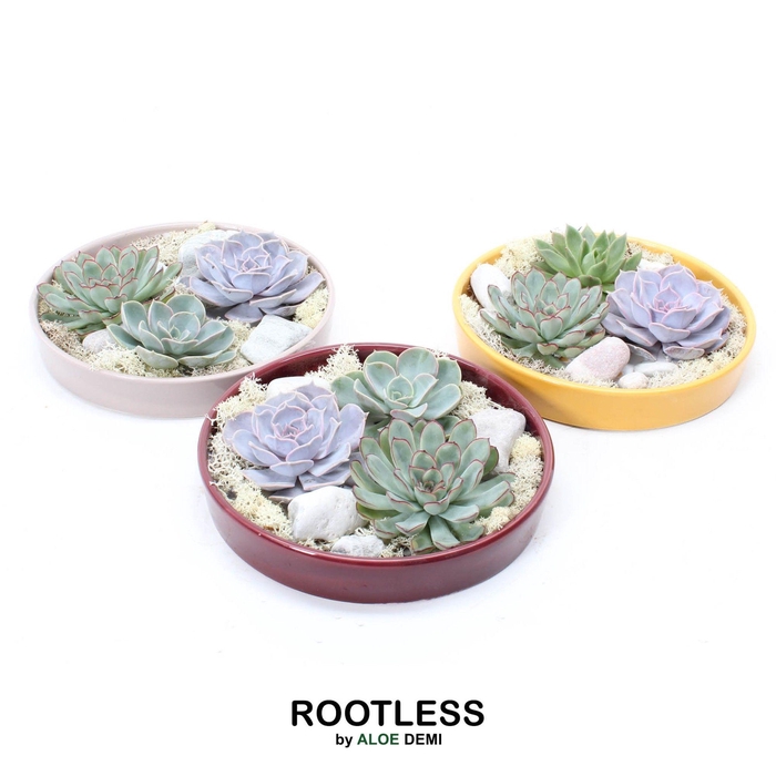 <h4>ROOTLESS Echeveria garden, Squirrel bowl</h4>