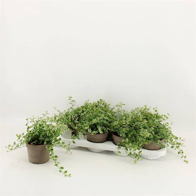 <h4>Ficus pum. White Sunny</h4>