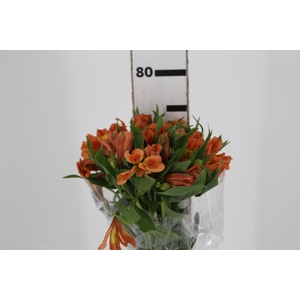ALST. ORANGE QUEEN 070 CM