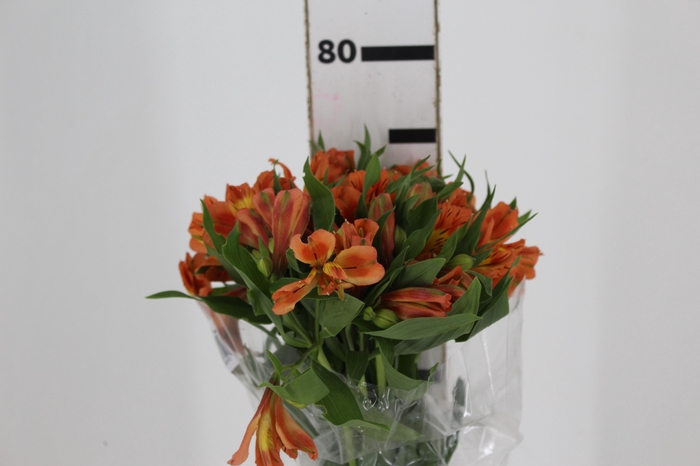 <h4>ALST. ORANGE QUEEN 070 CM</h4>