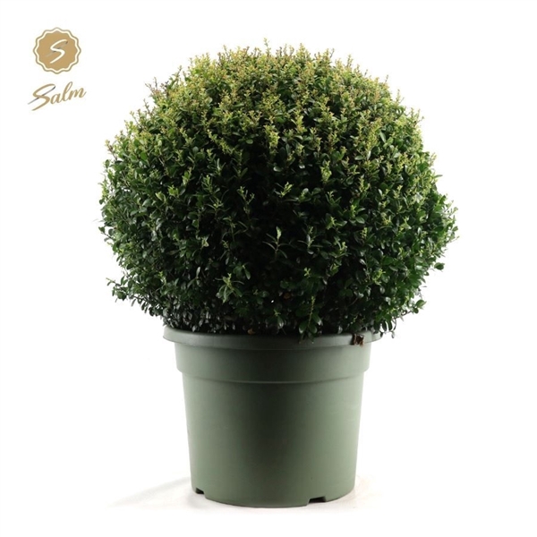 <h4>Ilex crenata Ball Ø70cm P45</h4>