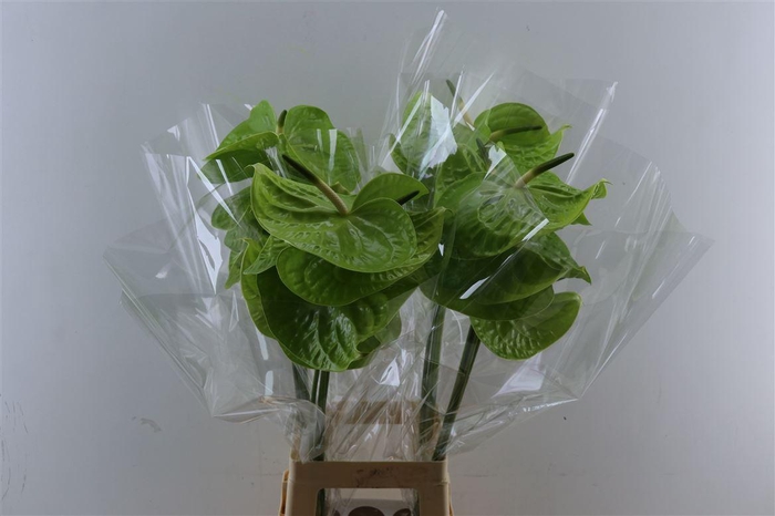 <h4>Anth A Grand Slam</h4>