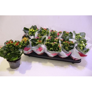 arr8 Kal En Gem 6 Kl