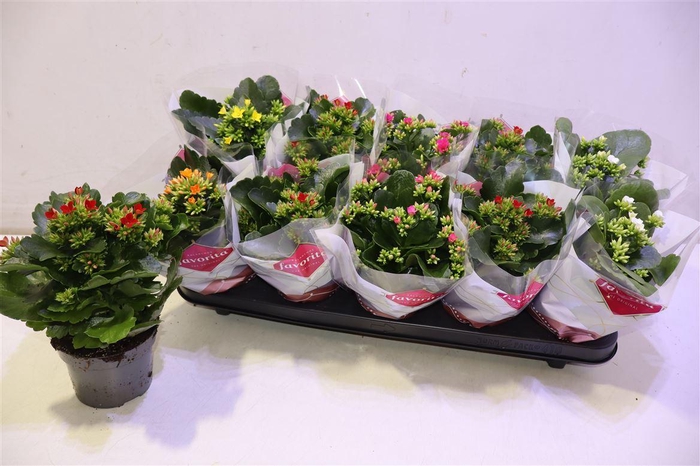 <h4>arr8 Kal En Gem 6 Kl</h4>