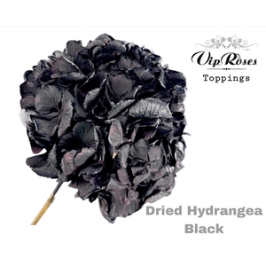 DRIED HYDRANGEA BLACK