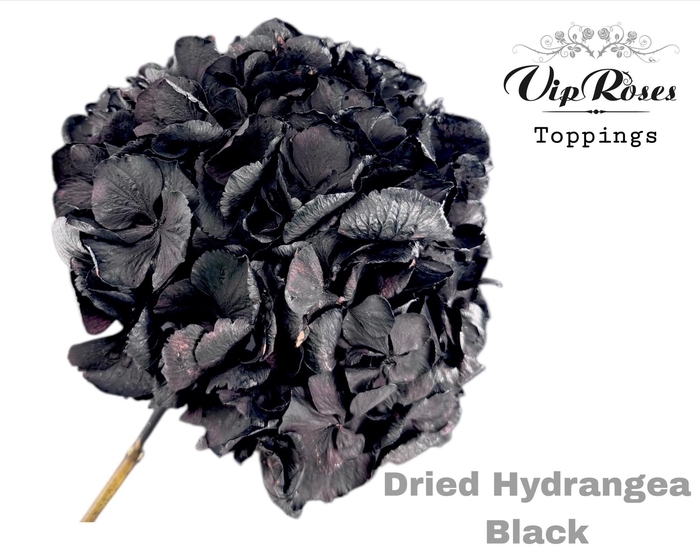 <h4>DRIED HYDRANGEA BLACK</h4>