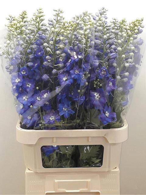 <h4>DELPH DU GUARD BLUE</h4>