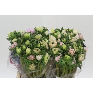 Anemone Mistral Plus White