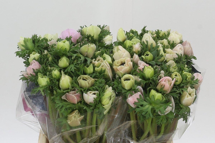 <h4>Anemone Mistral Plus White</h4>