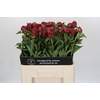 Paeonia Paul M. Wild