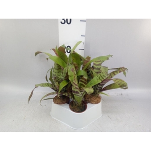 Vriesea  'Era'