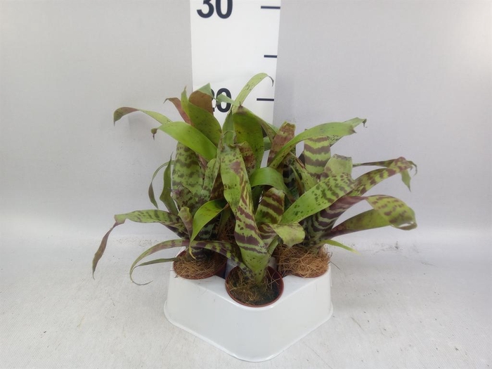 <h4>Vriesea  'Era'</h4>