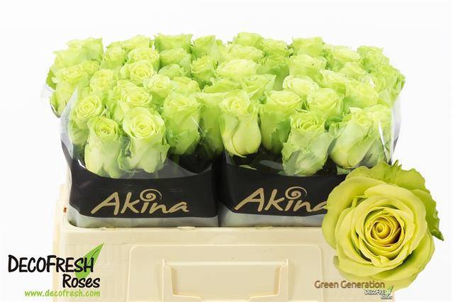<h4>R GR GREEN GENERATIO</h4>