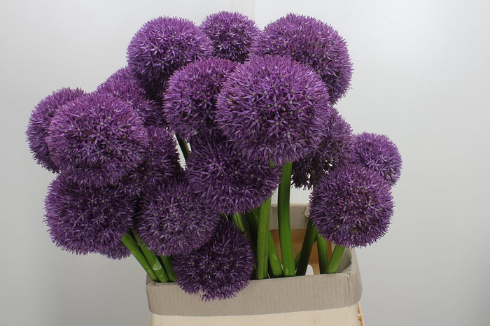 <h4>Allium Grootbloemig X28</h4>